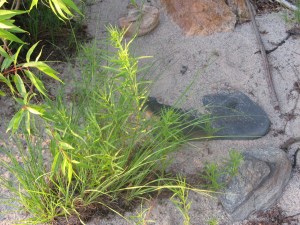 shore of Otukamamoan Lake, Ontario