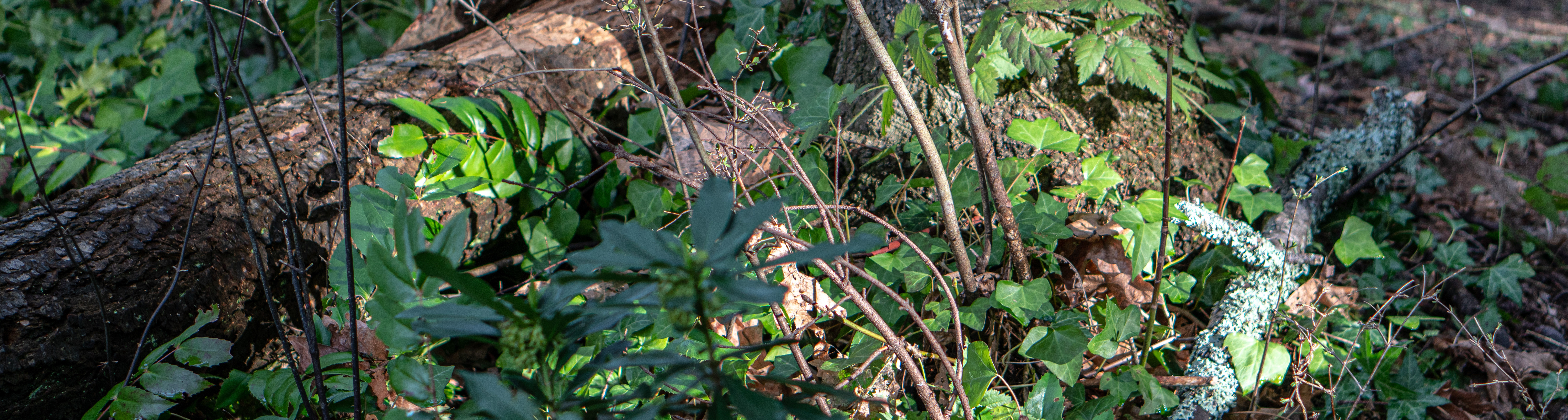 HaroWoodsBiosphericArtPractice-photo by Kirk Schwartz